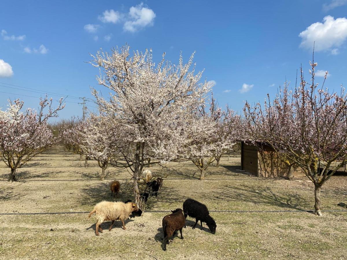 Agriturismo San Michele San Michele  Kültér fotó